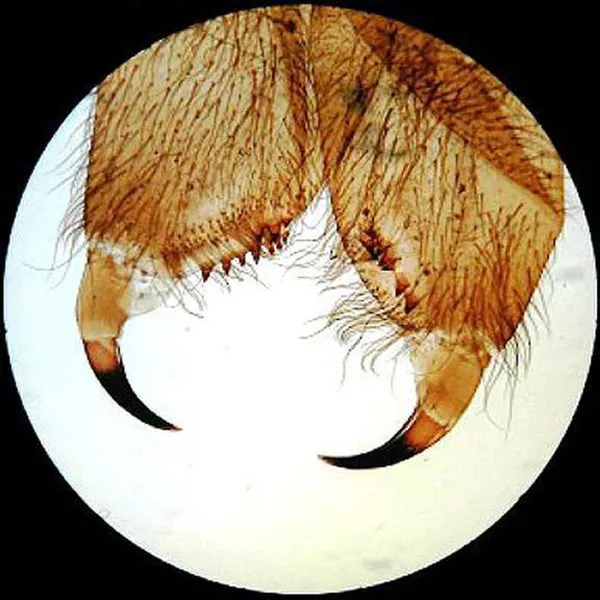 AmScope 50pc Prepared Glass Microscope Slides in Wood Case with Plant, Fungus, Insect and Mammal Specimens