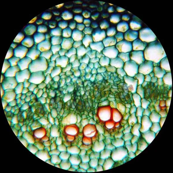 AmScope 50pc Prepared Glass Microscope Slides in Wood Case with Plant, Fungus, Insect and Mammal Specimens